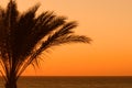 Palmtree sunset Royalty Free Stock Photo