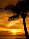 Palmtree sunset Royalty Free Stock Photo