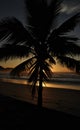 A palmtree in the sunset in brazil