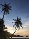 Palmtree and sunset