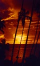 Palmtree sunset Tahiti Royalty Free Stock Photo