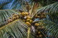 A palmtree tree in Sri Lanka