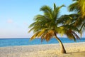 Palmtree on a tropical beach Royalty Free Stock Photo