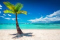 Palmtree and tropical beach. Dominican Republic.