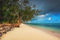 Palm trees on the tropical beach, Dominican Republic. Saona island. Royalty Free Stock Photo