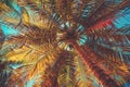 Coconut Palm Tree against blue sunny sky on a tropical island beach Royalty Free Stock Photo