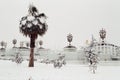 Palmtree under the snow