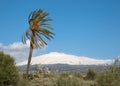 Palmtree And Volcano Etna