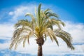 Palmtree with white clouds and blue sky