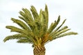 Palmtree in the wind