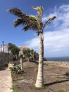 Palmtree in the wind at Agaete