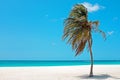 Palmtree in the wind on Aruba island in the Caribbean Sea