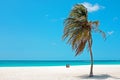 Palmtree in the wind on Aruba island