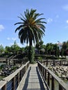 Palmtree and wooden path at the La Coronada fishing pond Royalty Free Stock Photo