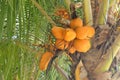 Palmtree with yellow coconuts green leaves Royalty Free Stock Photo