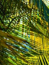 Palmtrees against blue sky with flags in a rowClose up of green leaf. Royalty Free Stock Photo