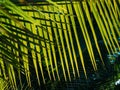 Palmtrees against blue sky with flags in a rowClose up of green leaf. Royalty Free Stock Photo