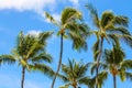 Palmtrees against the blue sky Royalty Free Stock Photo