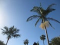 Palmtrees in Backlight up against the blue sky Royalty Free Stock Photo