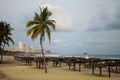 Palmtrees in the beach of acapulco Royalty Free Stock Photo