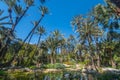 Botanic garden Huerto del Cura in Elx Royalty Free Stock Photo