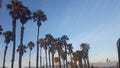 Palmtrees at california beach Royalty Free Stock Photo