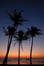 Palmtrees at dawn Royalty Free Stock Photo