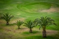 Palmtrees on golf course