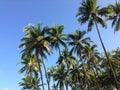 Palmtrees at Ngwe Saung Beach Royalty Free Stock Photo