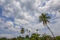 Palmtrees rising in the blue sky Royalty Free Stock Photo