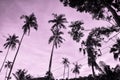 Palmtrees rising in the pink sky