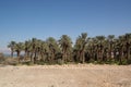 Palmtrees shot on the coast in front of the Dead Sea Royalty Free Stock Photo