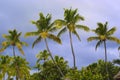 Palmtrees tops Royalty Free Stock Photo