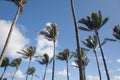 Palm trees waving in the wind