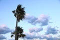 Palmtrees in wind during sunset