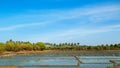 Palmy trees on rice field