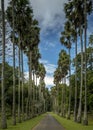 Palmya Palm Avenue in Kandy Botanical Gardens