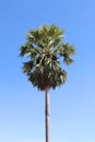 Palmyra palm with blue sky, Toddy palm, Sugar palm Royalty Free Stock Photo