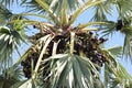 Palmyra palm with blue sky, Toddy palm, Sugar palm Royalty Free Stock Photo