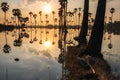 Palmyra Palm fruit on trees at sunrise, Pathum Royalty Free Stock Photo