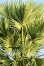 Palmyra palm leaves at the top