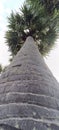 palmyra palm tree with leaf