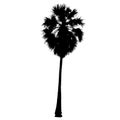 Palmyra palm tree silhouette