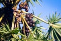 Palmyra palm trees with its fruit in abunch against blue sky background Royalty Free Stock Photo