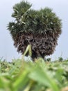 Palmyra palms tree isolated in the agricultural field in interior rural village in Chennai