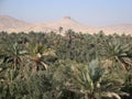Palmyra, Syria and its Surrounding Oasis