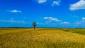 Palmyra tree in paddy landsacpe and blue sky backround.