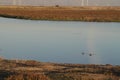 Palo Alto Baylands Royalty Free Stock Photo