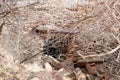 Palo Duro Canyon CCC era road drainage pipe Palo Duro Canyon