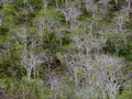 Palo Santo Trees, Holy Stick